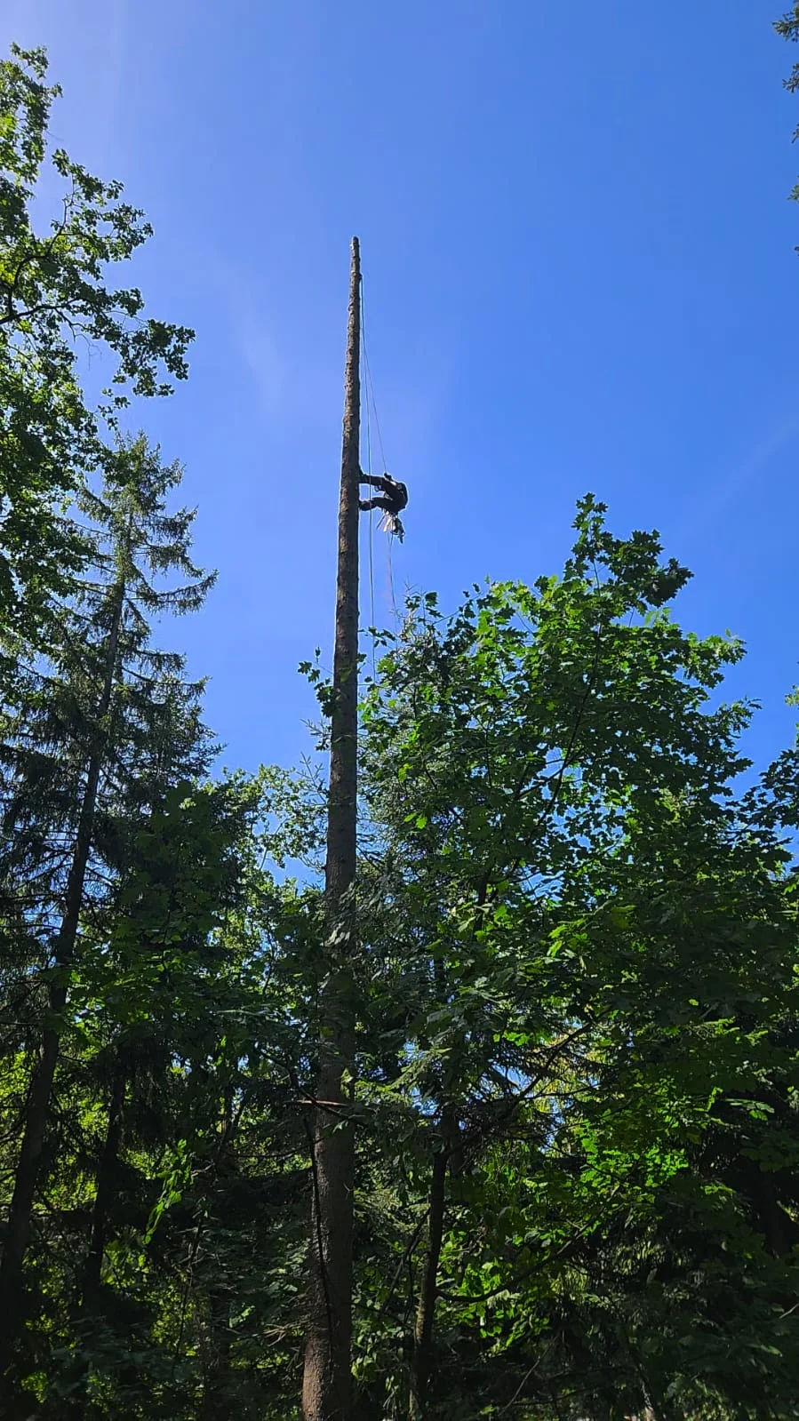 tree_removal_3