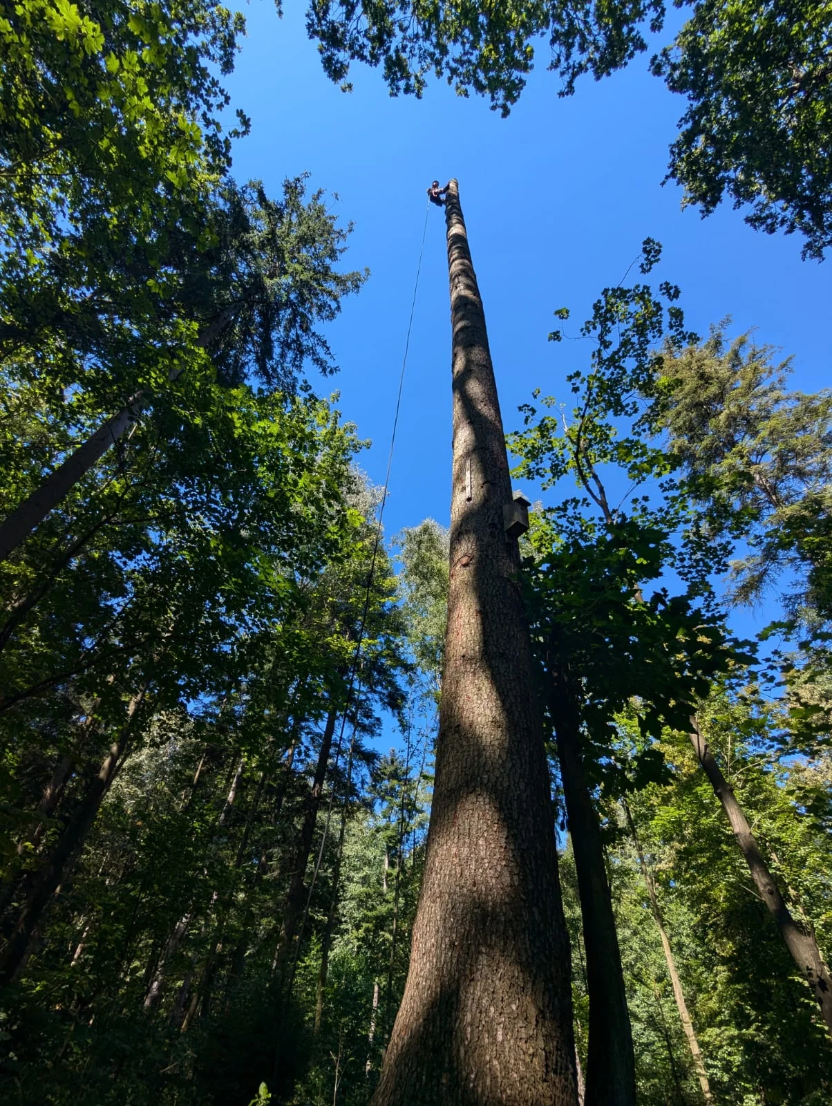 tree_removal_4