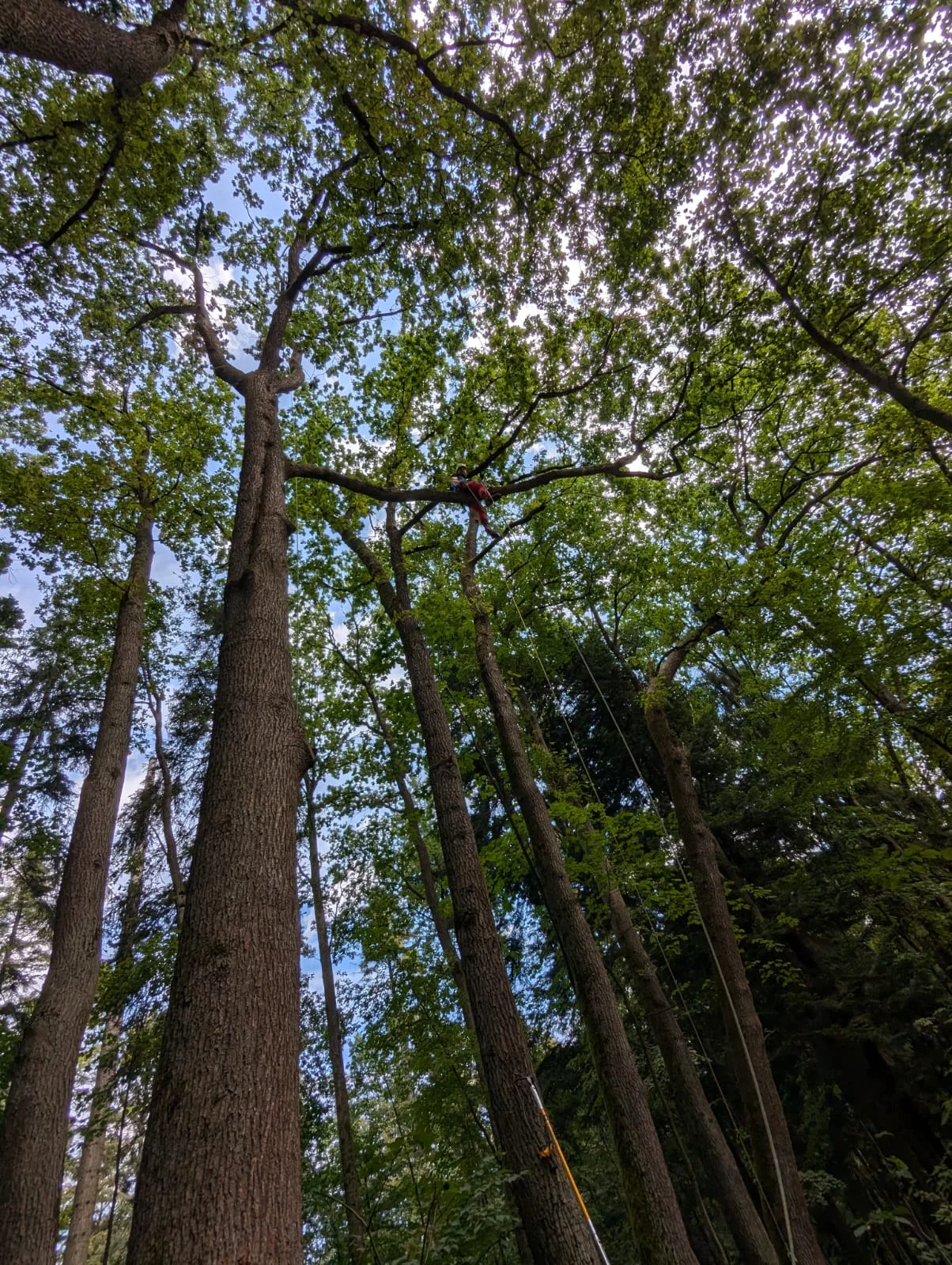 tree_removal_5