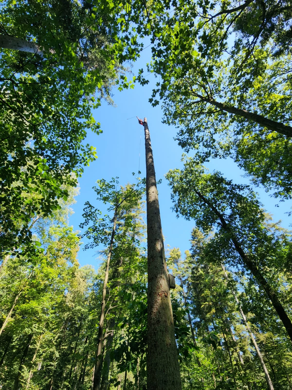 tree_removal_6