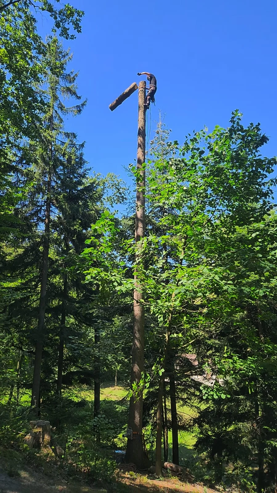 tree_removal_7